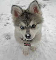 /album/para-os-amantes-de-cachorros/images-8-jpg1/